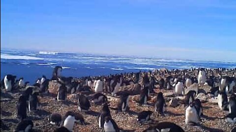 Una super colonia di pinguini scoperta in Antartide