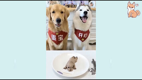 Funny DOG Video Ever