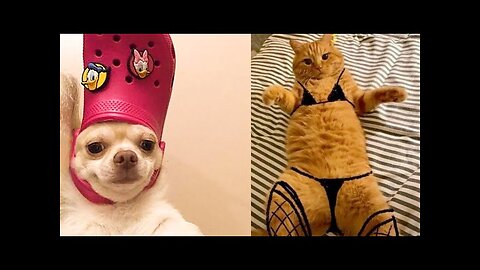 WORLD BEST FUNNIEST🤣 Dog vs men 🤣 funny video> Don't Try Laughing 🤣 clips