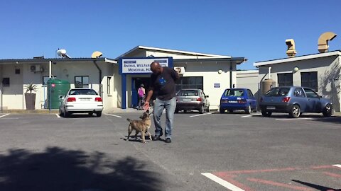 SOUTH AFRICA - Cape Town - Dogs injured due to fireworks (Video) (CkN)