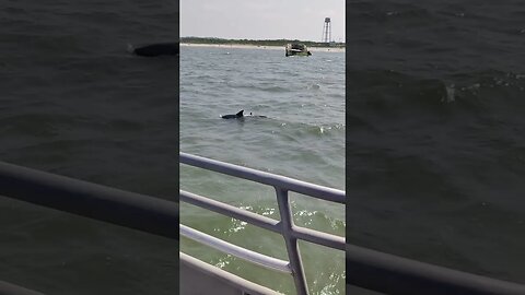 Dolphin watching with my wife at Cape May New Jersey #shorts