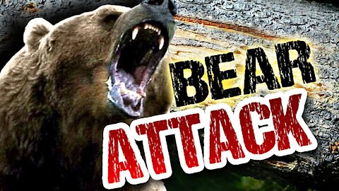 Bear attacking and caught on camera