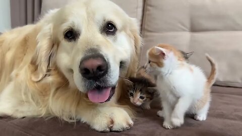 Adorable Golden Retriever and Funny Tiny Kittens