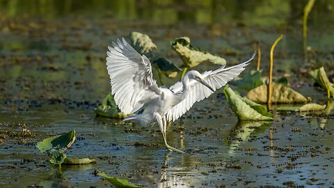 Little Blue Heron Frame Animation, Sony A1/Sony Alpha1, 4k