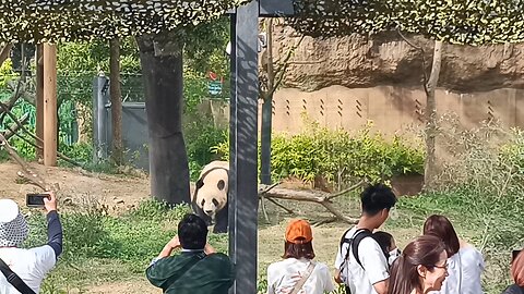 Panda at Ueno Zoo Part 2