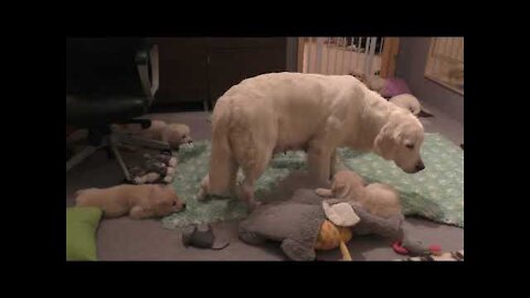 How an experienced dog mother teaches her 8 weeks old puppies to be calm