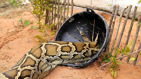 Awesome Big Snake Trap Using Cage Trap - How To Make Big Python Snake Trap Work 100%