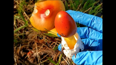 Biking foraging Amanita jacksonii, Boletes, Chanterelle