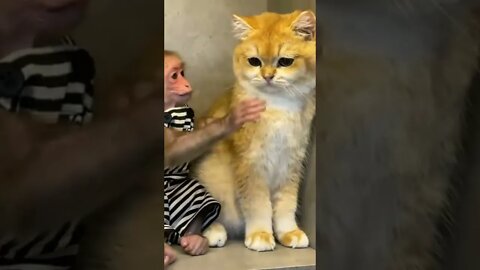 #shorts Смешные животные из Тик Ток 22 Funny animals from Tik Tok