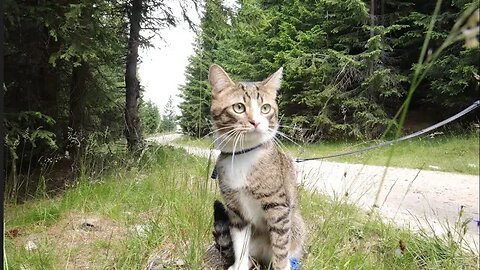 Cat That Loves Traveling Injures His Little Paw on a Trip in the Mountains