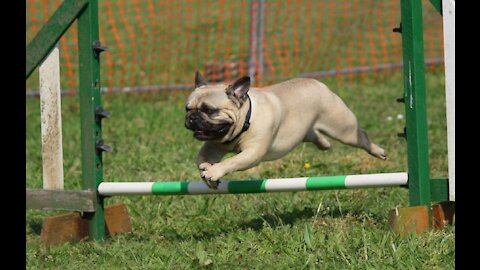 Golden Gate Park Dog Training Short Video 2021