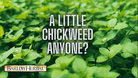 The Health Benefits of Chickweed