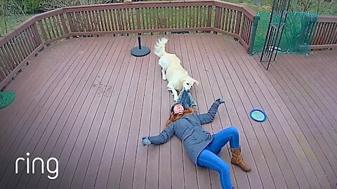 Dog Mistakes Furry Hood For a Toy & Drags Owner Around The Backyard - LOL