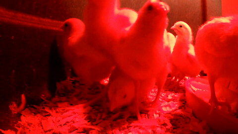 White Leghorn Chicks Tackle each other, Sleep, then Peck the Camera Video 4