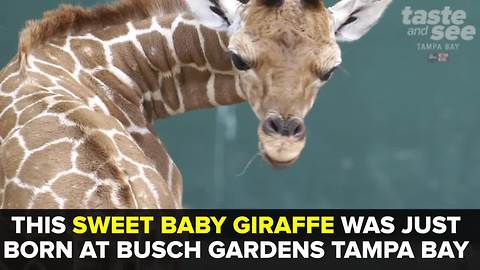 Baby giraffe born at Busch Gardens Tampa Bay | Taste and See Tampa Bay