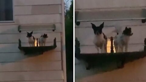 These Puppies Literally Have Their Very Own Balcony