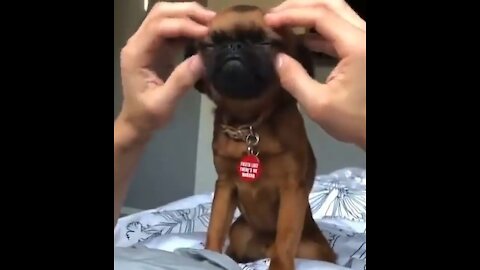 funny dog relaxing to head massage compilation