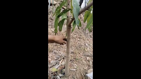 The pulp of the mango tree