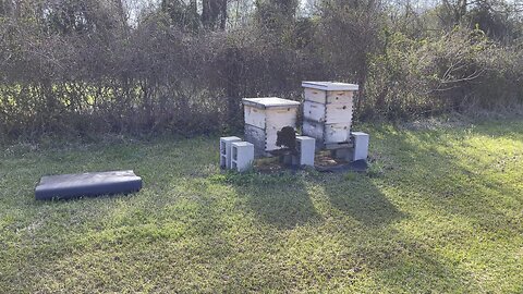 ELM GROVE APIARY! Beekeeping early days