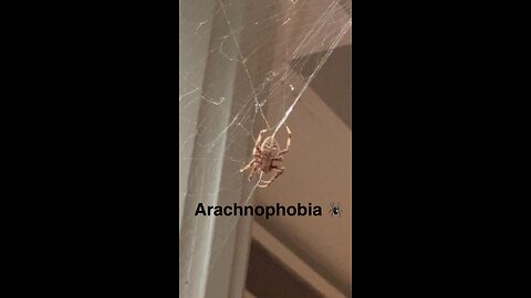 A Live and Scary Halloween Decoration hanging on its Web by our Door