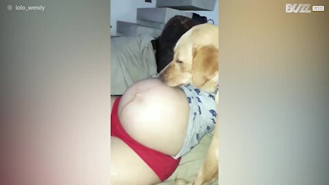 Labrador dimostra tutto il suo amore per il nascituro