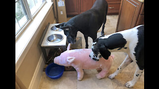 Funny Great Danes Make A New Little Piggy Friend