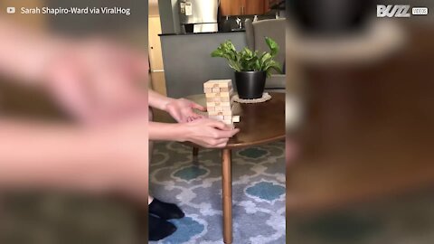 Impressionante: cão aprende a jogar Jenga - 1