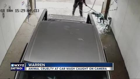 Car wash owner horrified after metro Detroit man used car wash to 'clean' dogs