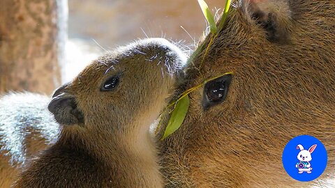 Baby Capybara Playing - CUTEST Compilation