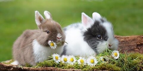 Cute Rabbits and funny video