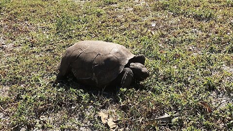 Watch a Gopher Tortoise Eat a Meal