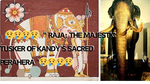 😥😢😢😢😢"Raja: The Majestic Tusker of Kandy's Sacred Perahera"😢😢😢😢😢😢😢