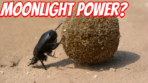 The Amazing Ability of the Dung Beetle!