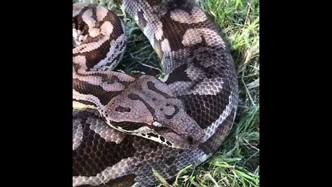 amazing snake🐍 video 😱😱😱 omg 😱😱 #shorts(2)