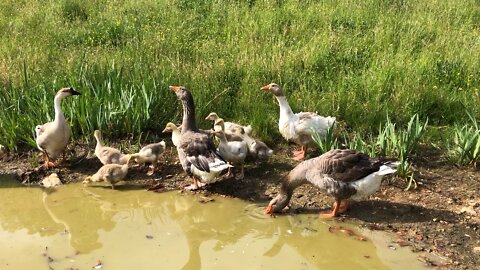 Baby Geese in the Pond