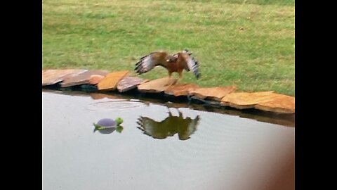 Sadie Hawk Visits The Pond. Did You Know There Are 19 Types of Hawks in North America?