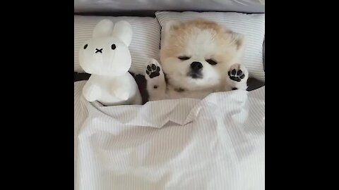 Pomeranian's Bedtime Routine Will Simply Melt Your Heart!