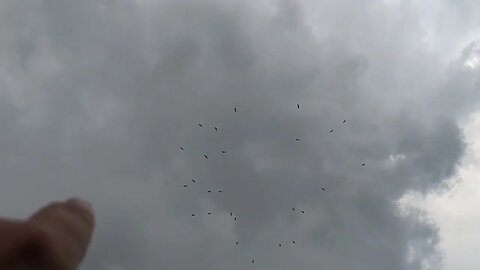 Storks Riding Thunderstorm Updrafts Above the Farm