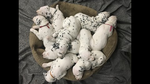 Sweet 4-week-old Dalmatian puppies have a sleepy snuggle