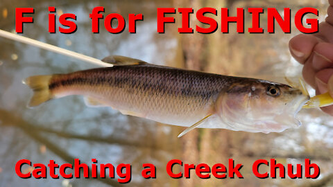 Catching a Creek Chub