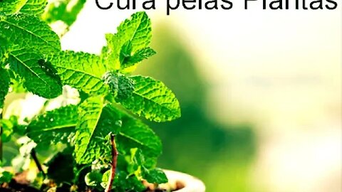 O poder curativo das plantas, entrevista com o naturalista Cidimar Leite, veja as plantas que curam.