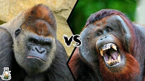 Gorilla vs orangutan - who is the King of the great apes family