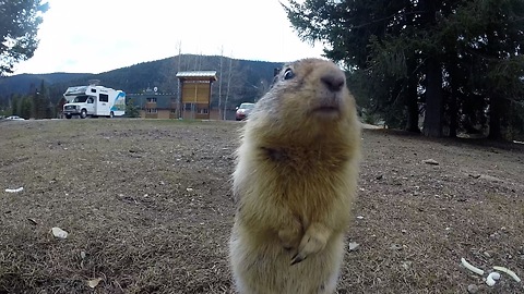 Gopher inspects hidden camera, receives tasty carrot