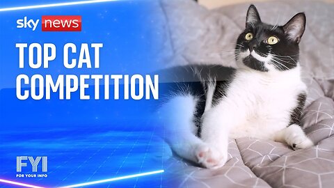 FYI: Top cat competition