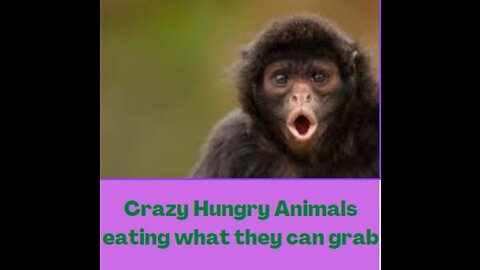 Funny hungry animals eating whatever they can grab.