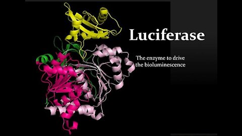 RFB : LUCIFERASES