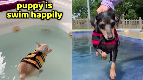 How to teach a puppy to swim happily