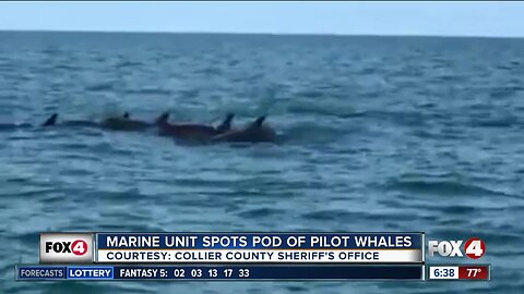 Collier Marine Unit spots pilot whales offshore