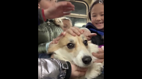 This Corgi dog is a scene stealer while travelling