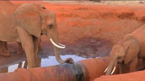 Elefanti africani alla disperata ricerca dell'acqua